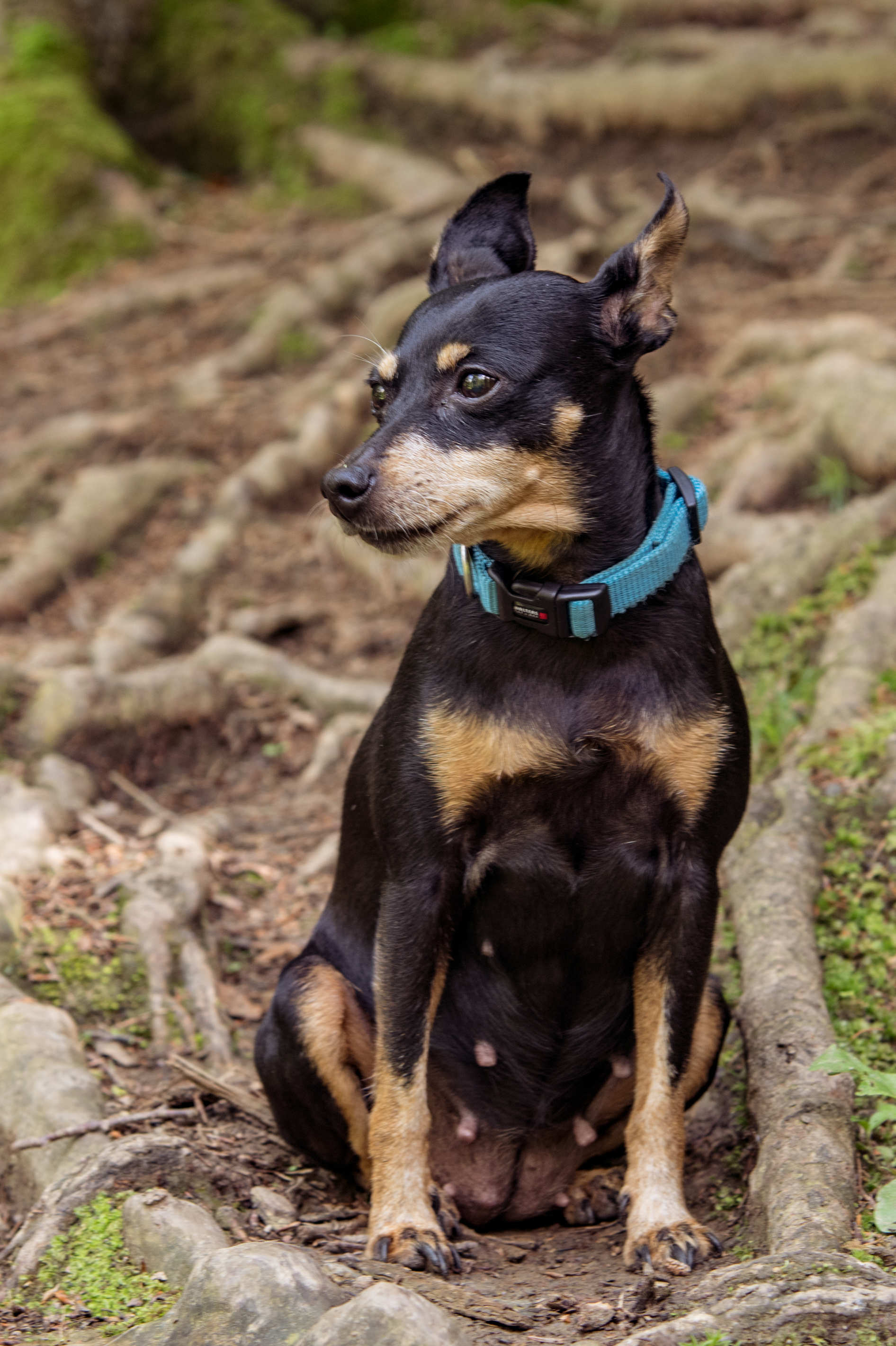 Tierportrait
