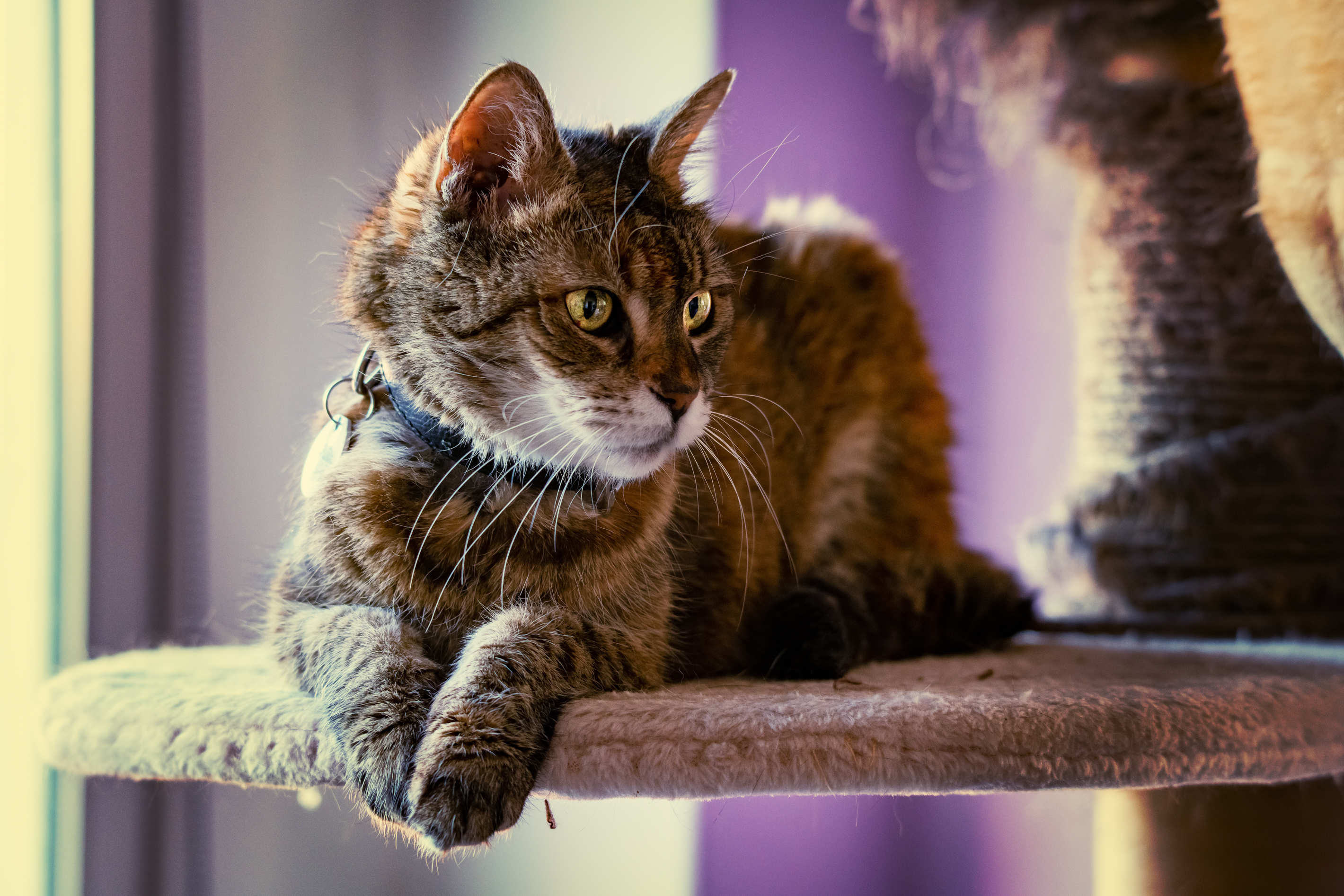 Tierportrait