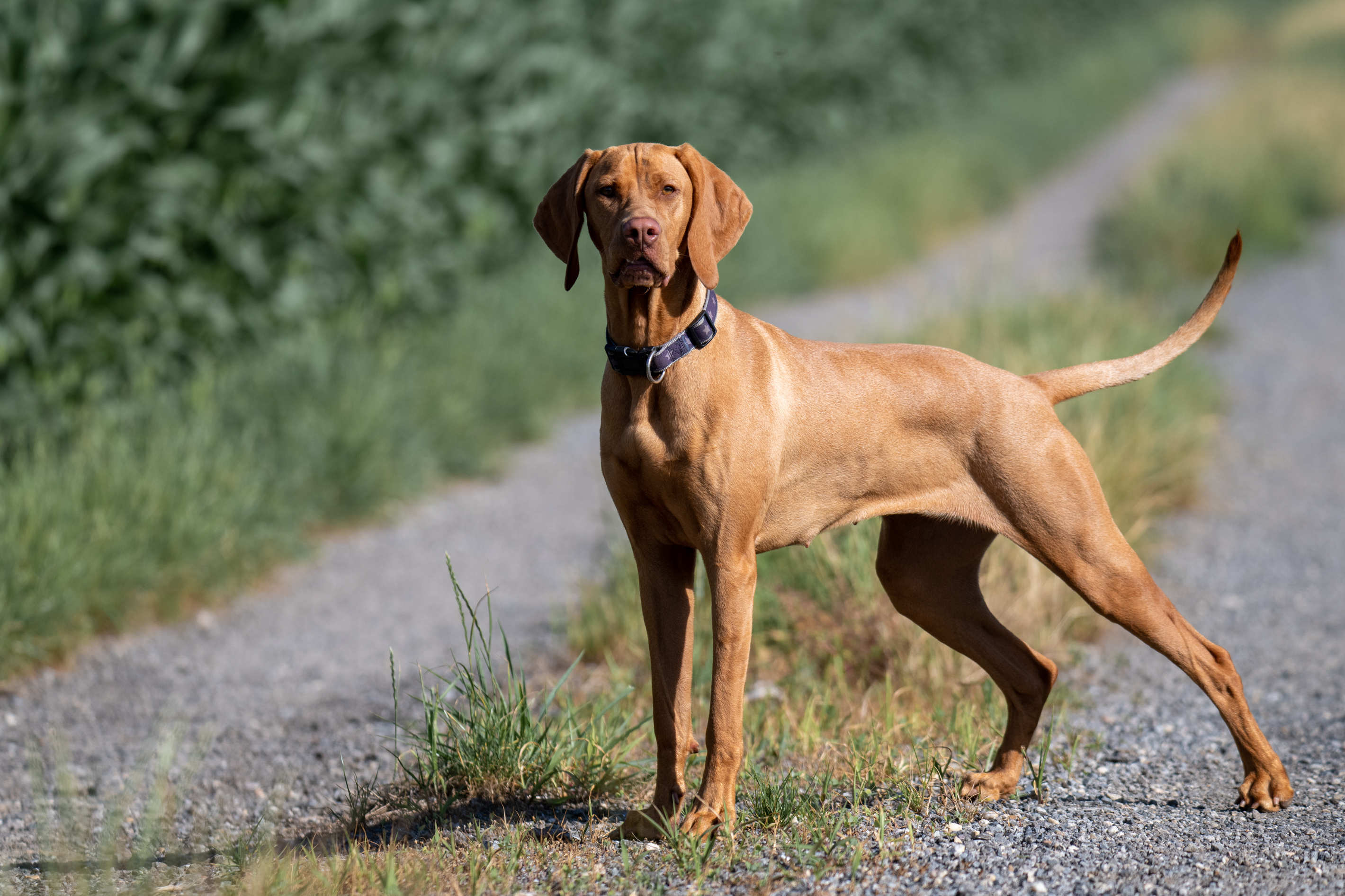 Tierportrait