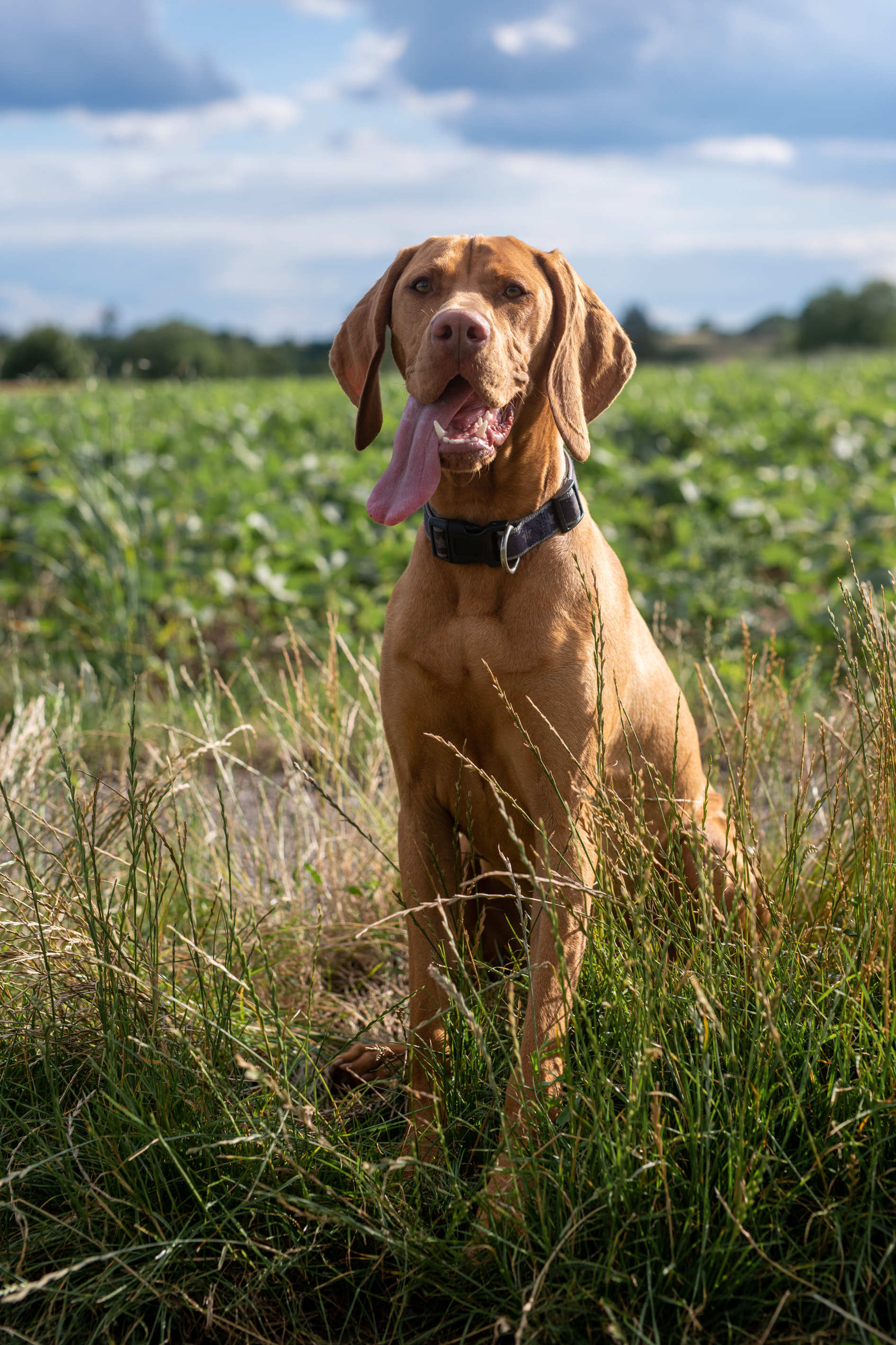 Tierportrait