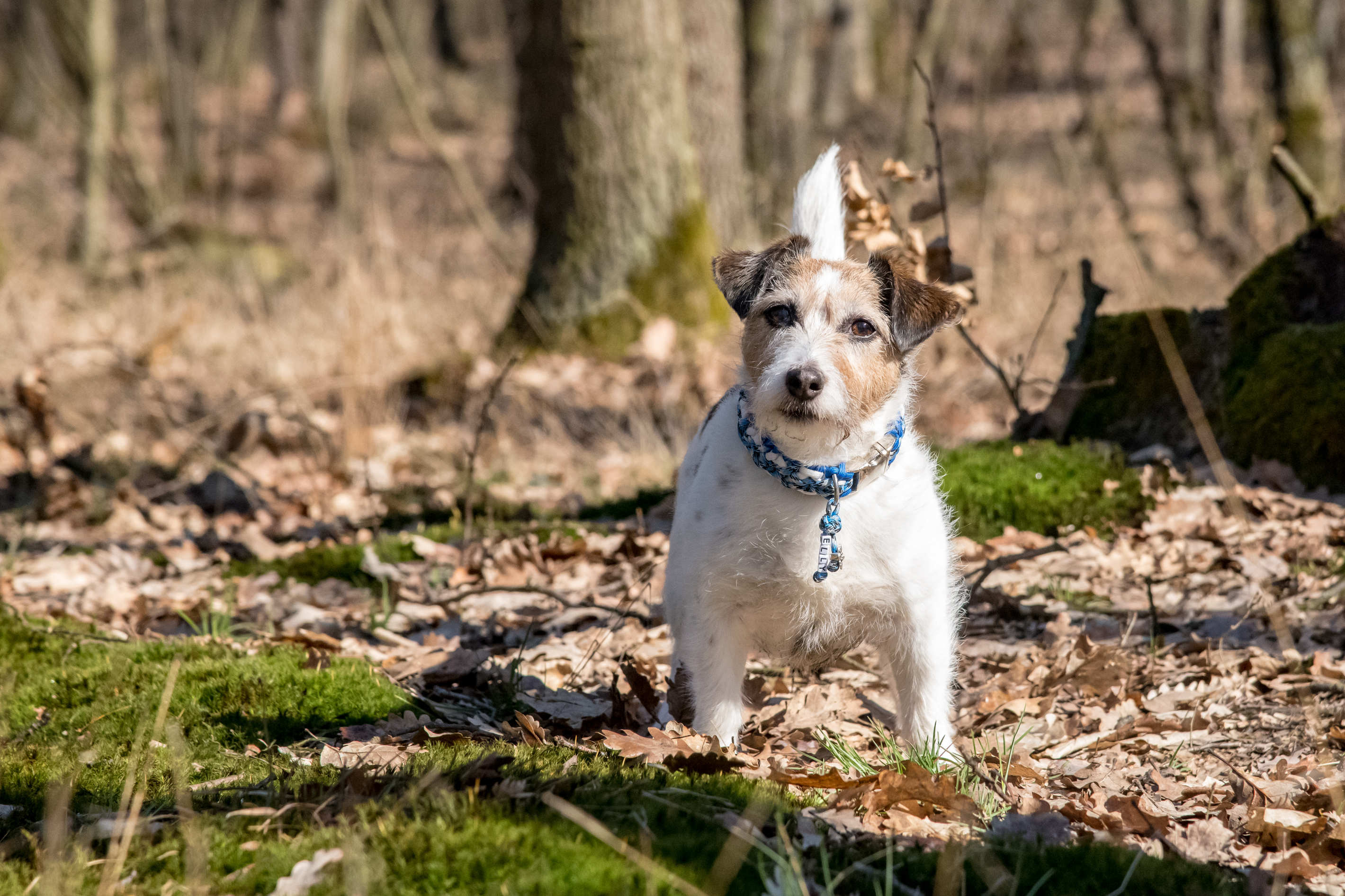 Tierportrait