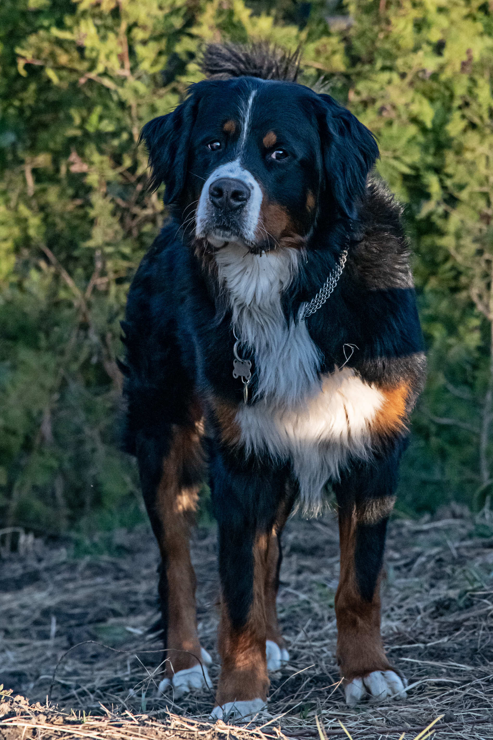 DSC 5665 Bearbeitet small