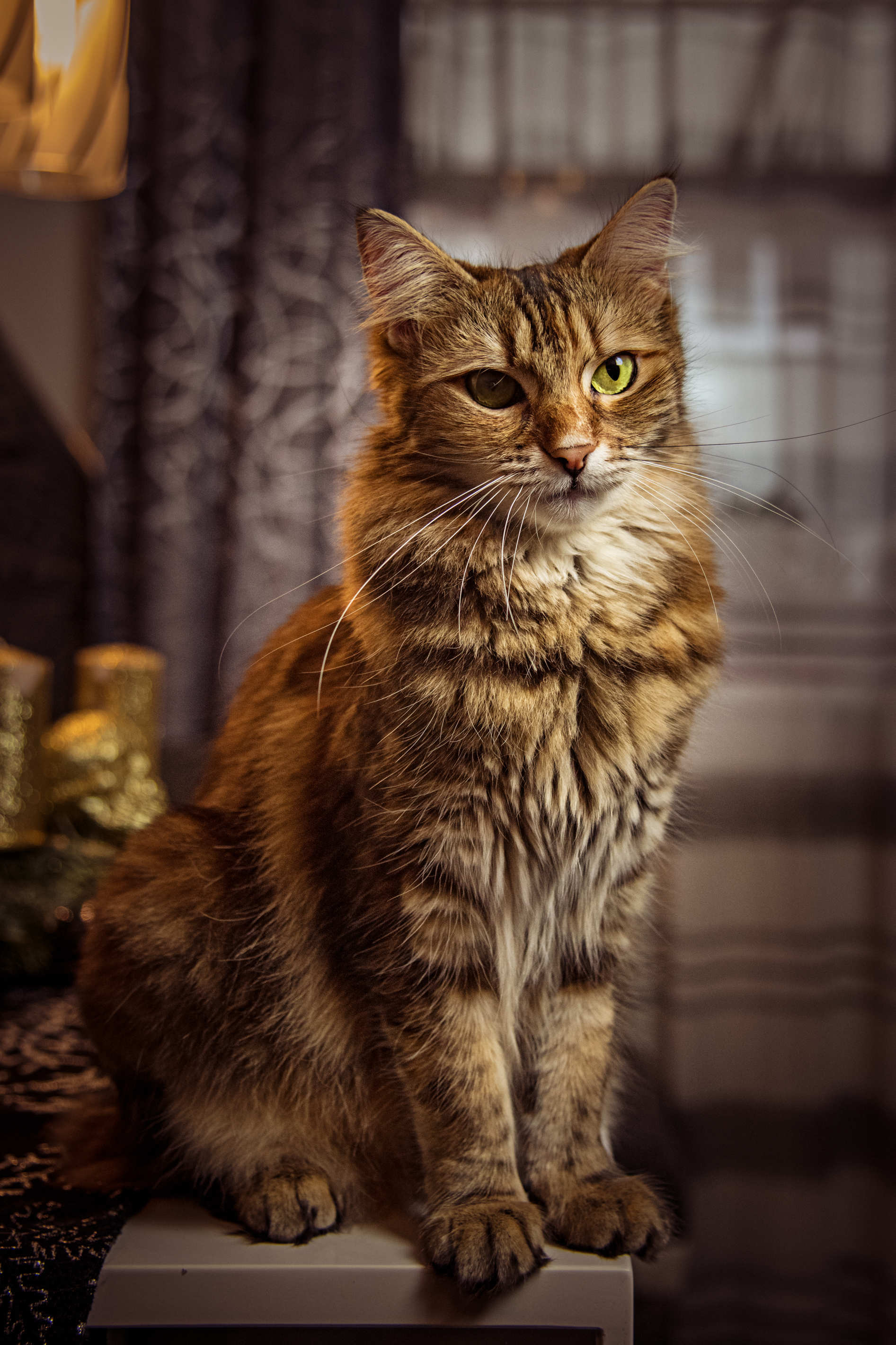Tierportrait
