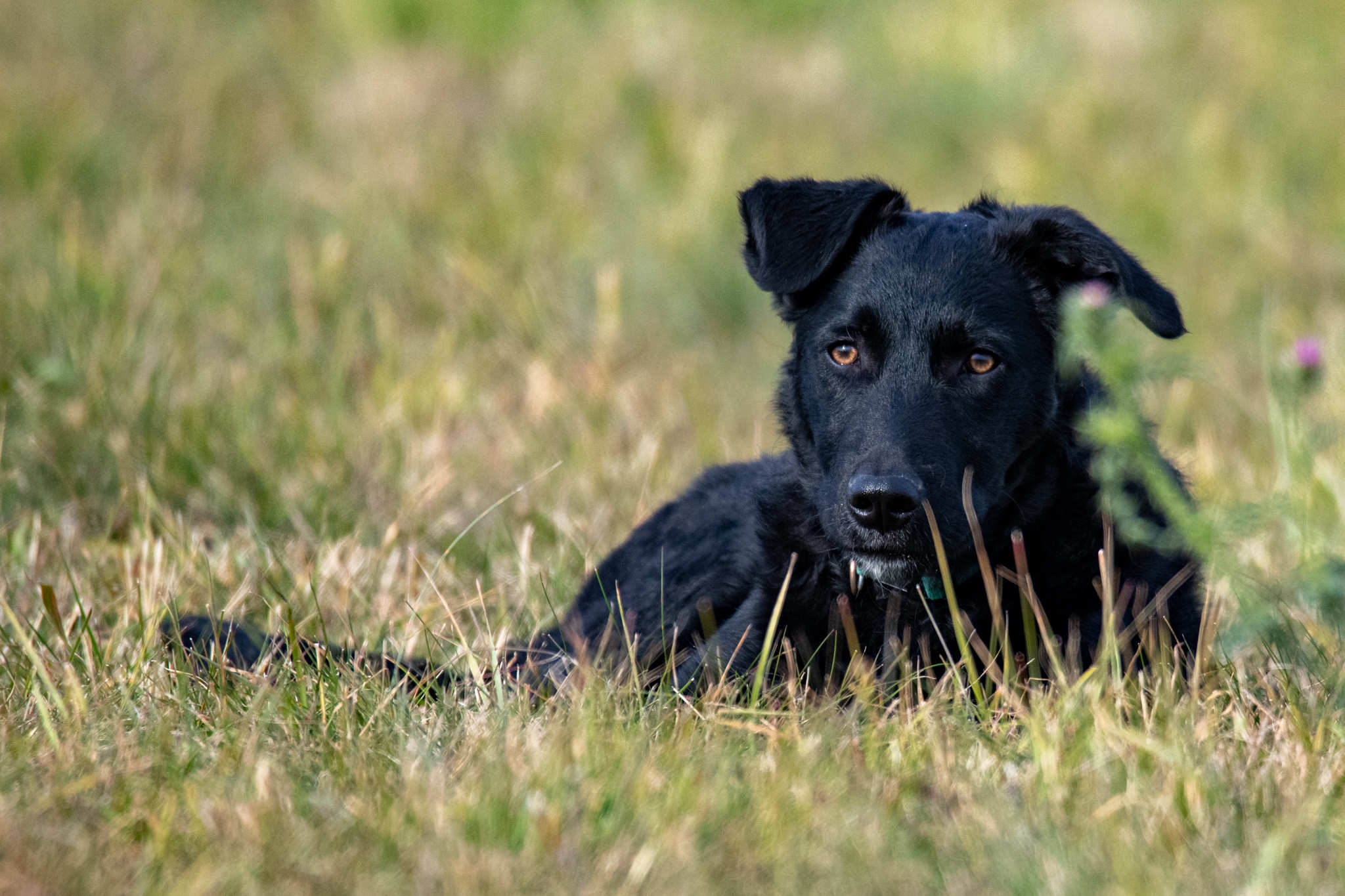 Tierportrait