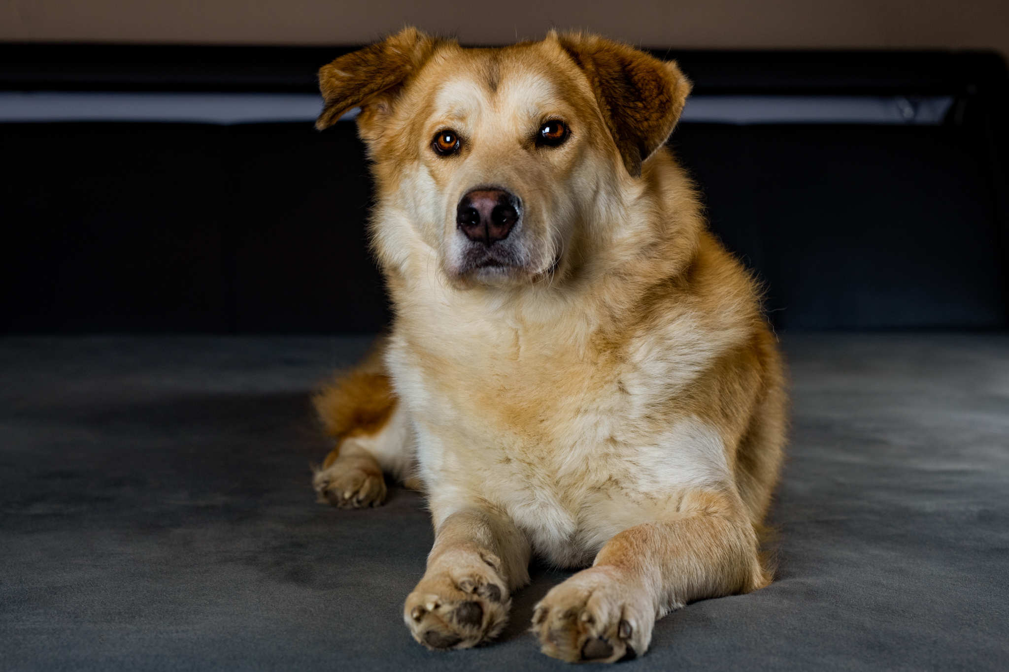 Tierportrait